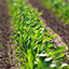 Crop Management Crop Management